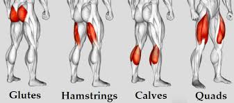 Lower body muscle groups
